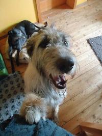 Irish-Wolfhound-Rüde: OTTO