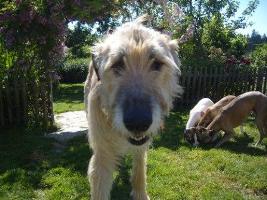 Irish-Wolfhound-Rüde: WILLI