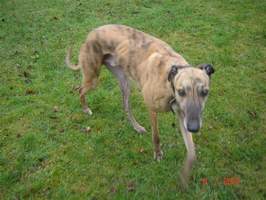 Greyhound-Rüde: JAMES