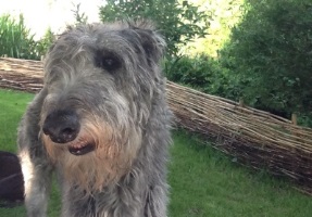Deerhound-Rüde: JAKOB