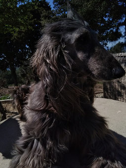 Afghanen-Rüde: JASON