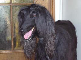 Afghanen-Hündin: JAZZ