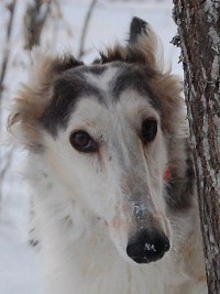 Barsoi-Hündin: JELENKA