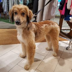 Afghanen-Mix-Hündin: JESSIKA