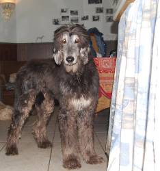 Afghanen-Rüde: JOHNNY