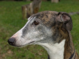 Greyhoundhündin: JOLANDA