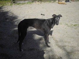 Greyhound-Rüde: JOSH