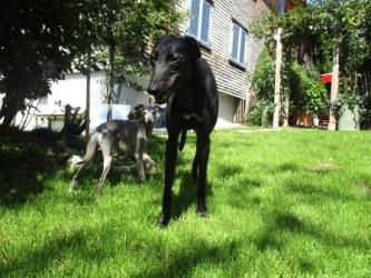 Greyhound-Hündin: JULE