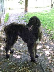 Afghane-Rüde: KADIR