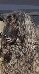 Afghanen-Rüde: KALIF