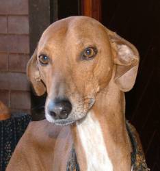 Azawakh-Rüde: KANDANDOO