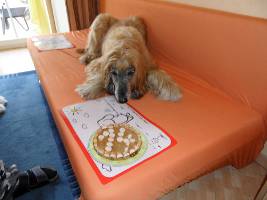 Afghanen-Rüde: PASHA