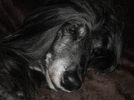 Afghanen-Hündin: KAYA