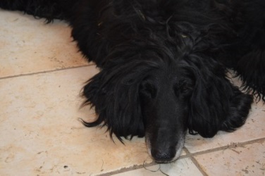 Afghanen-Hündin: KIKI