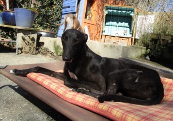 Greyhound-Hündin: KIM