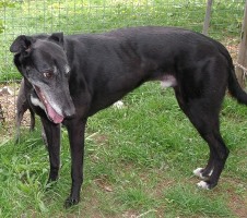 Greyhound-Rüde: LADDIE
