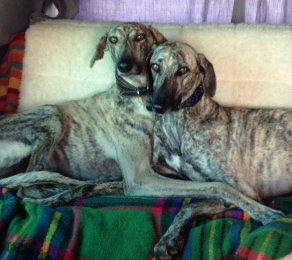 Sloughi-Rüden: LARGO 