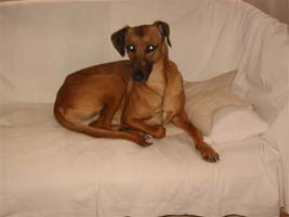 Galgo-Mix-Hündin: LEILA