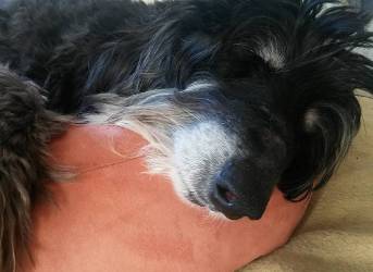 Afghanen-Hündin: LENA