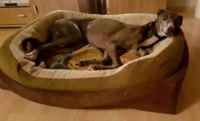 Greyhound-Rüde: LEO