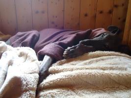 Deerhound-Rüde: LEO