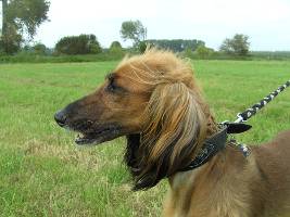 Afghanen-Hündin: ALEXA