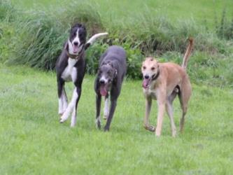 Greyhound-Rüde: LIAM