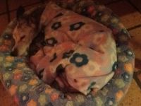 Whippet-Hündin: LILLI