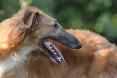 Barsoi-Rüde: LISANDER