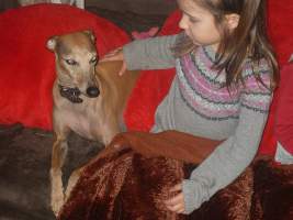 Whippet-Hündin: LIZ