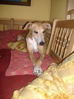 Whippet-Hündin: LOEKI