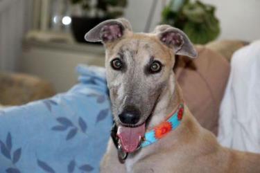 Greyhound-Hündin: LOTTA