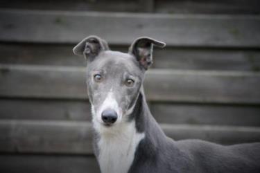 Greyhound-Rüde: LOUIS