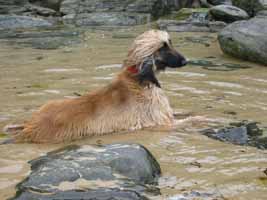 Afghanen-Hündin: LUNA