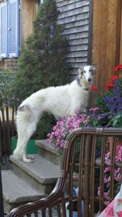 Barsoi-Hündin: NOEMI