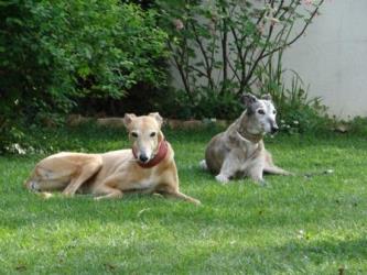 Greyhound-Hündin: MADISON