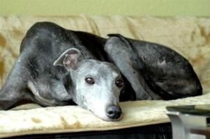 Greyhound-Hündin: OCEANIE
