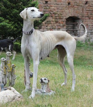 Saluki-Hündin: MISS KITTY