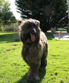 Afghanen-Rüde: MAMBO