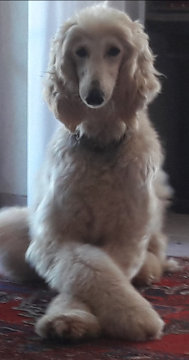 Afghanen-Hündin: MARIE