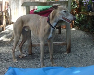 Whippet-Rüde: MARLON