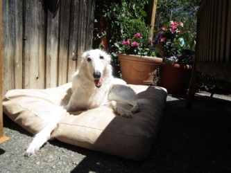 Barsoi-Hündin: MASCHA