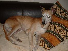 Greyhound-Whippet-Mix: MATS