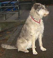 Irish Wolfhound-Mix-Hündin: MAJA