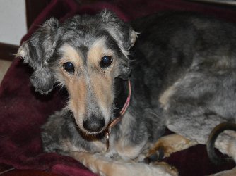 Afghanen-Hündin: MECHTHILD