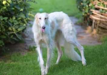 Barsoi-Hündin: MELODIE