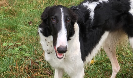 Barsoi-Hündin: MELINA