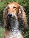 Saluki-Hündin: MELINA
