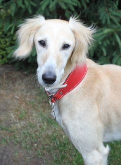 Saluki-Rüde: MERCAN
