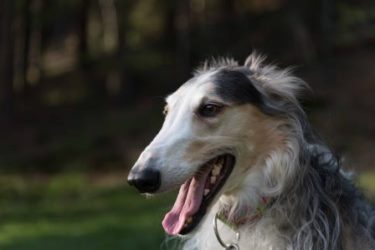 Barsoi-Rüde: MERLIN